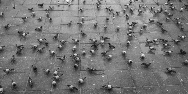 Pigeons and Public Health: Unmasking the Hidden Hazards